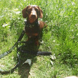 Eco Friendly Recycled Inner Tube Vegan Dog Lead-1