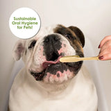 100% Sustainable Bamboo Pet Toothbrush for Dogs/Cats/Pets, Smooth Bamboo Handle, Boar's Hair Bristle, Eco-Friendly, Sustainable, Biodegradable, Non-Toxic, Compostable