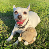 Petique 6 Piece Mini Hemp Pet Toy Bundle Pack: Eco-Friendly Pet Toys for Dogs & Cats, Non-Toxic, Durable, Squeaky Fun, Mentally Stimulating Chew Toys, Hemp Rope for Teeth Cleaning, Plaque Reduction, and Gum Massage, CE Certified Safe Pet Play Toys