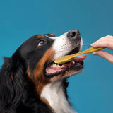 100% Sustainable Bamboo Pet Toothbrush for Dogs/Cats/Pets, Smooth Bamboo Handle, Boar's Hair Bristle, Eco-Friendly, Sustainable, Biodegradable, Non-Toxic, Compostable