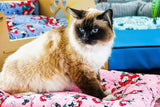 Comfy Mat Pet Bed: Breathable Cotton, Reversible & Cooling Side for Hot Days, Velvety Side for Cold Days, Angel Hair Fiber, Handmade Stitching, Perfect for Crates & Travel, for Small Animals